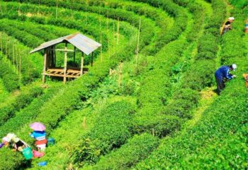 tea Brokering