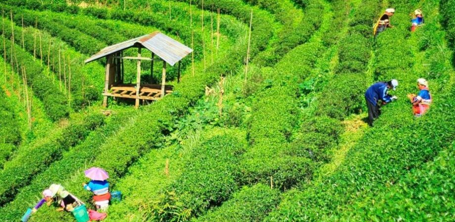tea Brokering tea Brokering